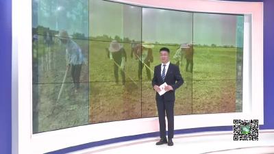 －－花西乡建设村：种植黄蜀葵  助农增收
