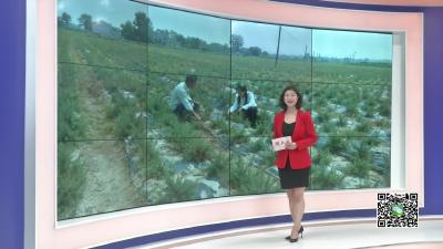 －－白沙镇：“小艾草”撬动扶贫“大杠杆”