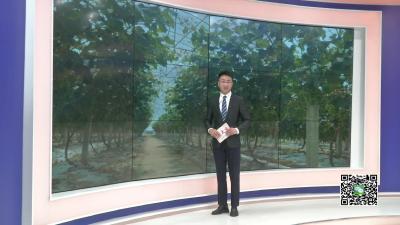 －－前方高甜 孝昌“醉”美采摘之旅等你来