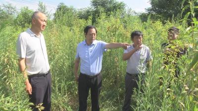 抗高温 战酷暑 工作专班进村入户忙征地