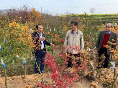 观音湖铁岗村：建特色幸福田园，绘乡村振兴图景！