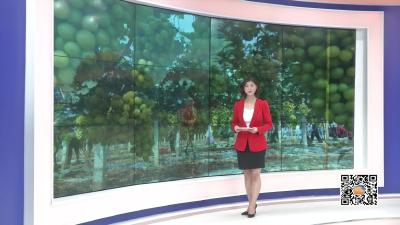 －－浓情夏日  韵鹤生态葡萄园开园了