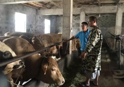 刘小货脱贫记：养牛有劲头，致富有奔头！
