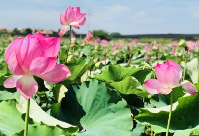 锦绣花海、游园采摘！来邹岗，许你一座诗意田园！