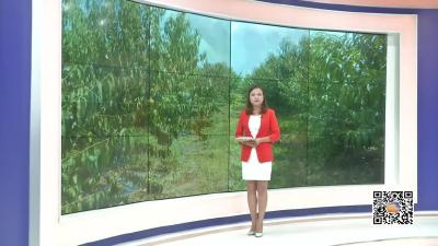 －－白沙镇：黄桃丰收甜了农民的心