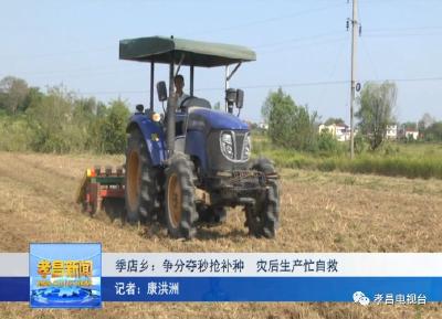 季店乡：争分夺秒抢补种，灾后生产忙自救！