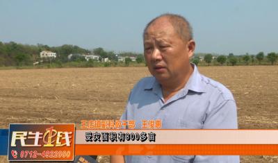 发放种肥 助乡亲改种蔬菜