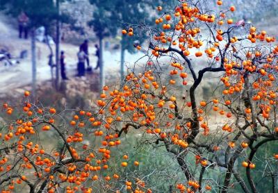孝昌这几样“秋味”太馋人！全都吃过你的秋天才算完整~