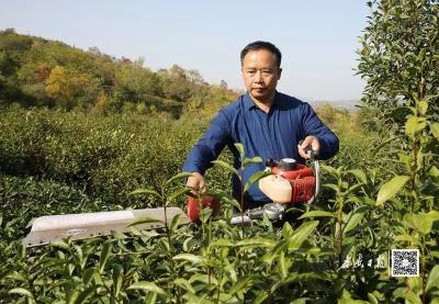 周金云：呵护一片叶，绿了一座山，富了一方人！