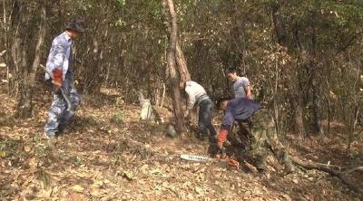防治松林得“癌症”，孝昌县林业部门很努力