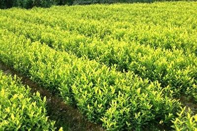 孝昌大山深处的“茶博士”，带领茶农齐致富！