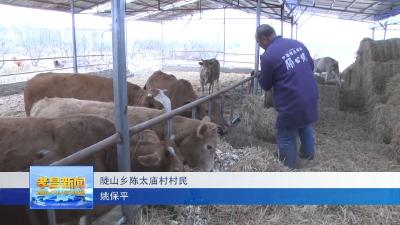 “牛群效应”，让孝昌姚保平抓住了致富“牛鼻子”！