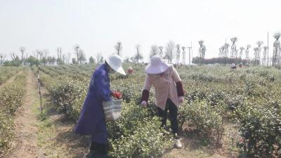 人勤春来早 底肥五谷丰！孝昌农业生产有序复工！