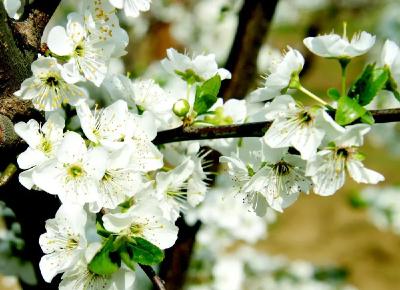 “云赏花”！把孝昌的春天拍下来送给你！