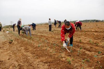花西乡茶树基地忙复工促脱贫