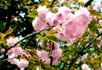 孝昌：樱花盛开花团锦簇