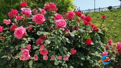 月季缤纷香满城，“醉”美孝昌，如期而至！