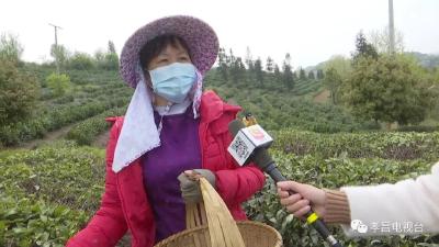 孝昌：“明前茶”香满山，群众采摘忙！