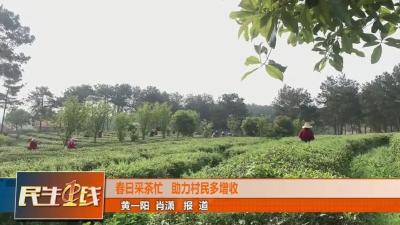 孝昌|正是春茶飘香时，茶农采茶增收忙