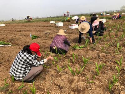 孝昌 | 从土里刨“金子”！孝昌这个中药材基地助农增收“钱”景好！