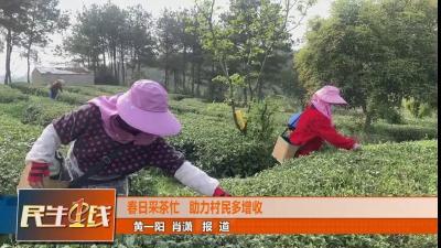 正是春茶飘香时，孝昌茶农采茶增收忙～