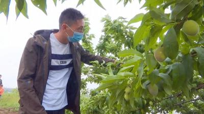 孝昌 | 这个孝昌小伙真能干！返乡创业还带动村民致富！