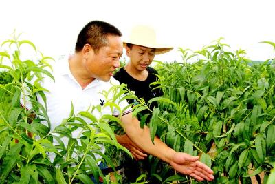 孝昌丨退伍不褪色！孝昌退伍军人回乡创业，带领群众脱贫致富！