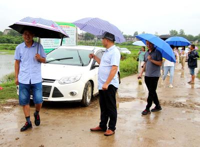 孝昌县120亩“太空莲”绽放，吸引众多游客观赏和钓小龙虾!