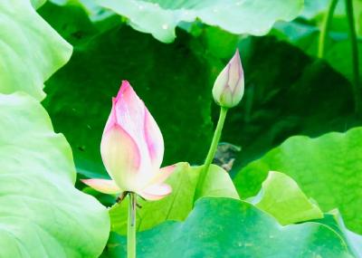 今夏，来孝昌花园邂逅一片“太空莲”