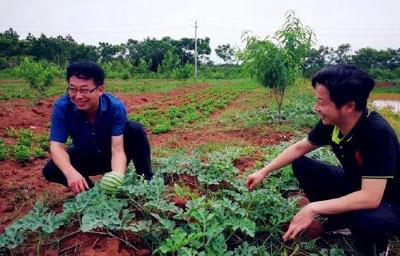 78个党支部认领69块地，铺出助农“致富路”！