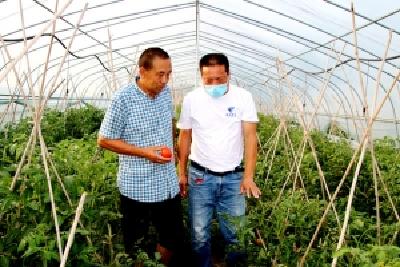 孝昌县60亩有机蔬菜直通百姓餐桌！