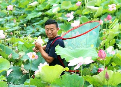 美！孝昌这个村太空莲开啦！