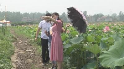 花园镇：百亩莲花盛放 “荷”你相约正当时