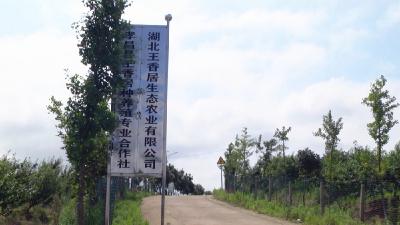 孝昌发展生态种养殖，带领村民奔富路！