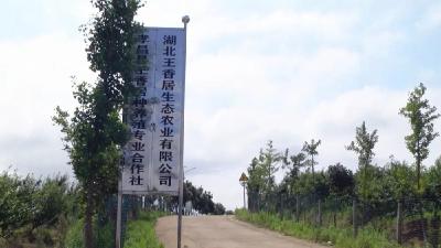 孝昌 | 生态农业+体验农业！孝昌这个合作社“钱”景广阔！