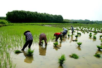 孝昌周巷生态农业基地优质稻红毛粘插秧忙 田间风景美如画