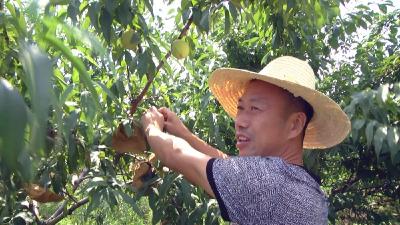 孝昌发展生态种养殖，带领村民奔富路！