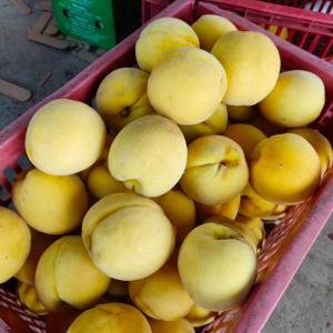小黄桃变身乡村振兴“黄金果”