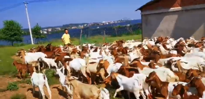 身残志坚唐根根：赶着羊儿奔小康