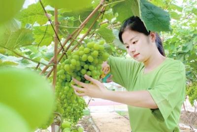 葡萄串串增收致富