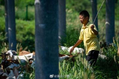 身残志坚！湖北孝昌唐根根变身致富头羊：手写“养羊笔记”，日行十多个小时
