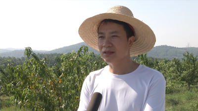观音湖区金盆湖村：种植黄桃 产业脱贫有奔头