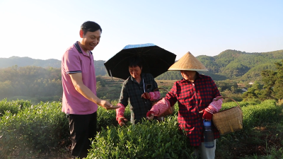 孝昌田堂：补齐茶产业链 促茶农增收茶企增效！