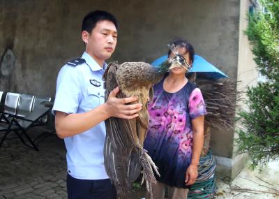 绿孔雀飞进孝昌一生态园中 园主将其捉住交给森林公安
