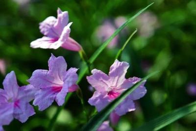 何止樱花，武汉的秋天也美得让人不忍辜负