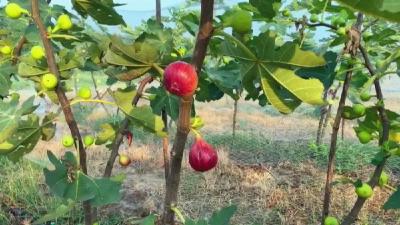 孝昌百亩无花果，成就农村创业人！