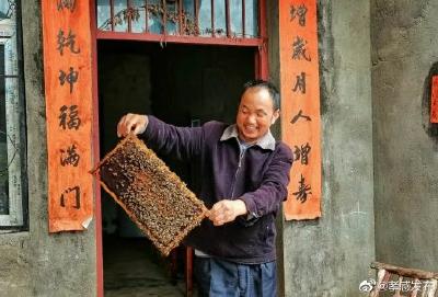 养蜂酿出脱贫致富“蜜”