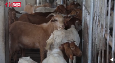 知识改变命运！1米4大学生回乡当羊倌年收入10万 