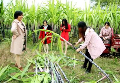 花园镇甘蔗丰收村民乐