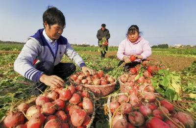 孝昌陡山乡江河萝卜旺季俏销